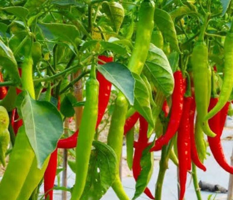 मिर्च की नर्सरी के लिए सर्वोत्तम तकनीक और बुवाई विधि