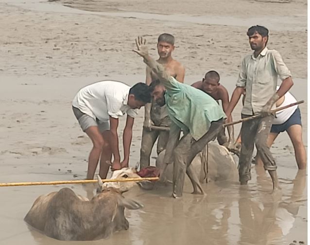 बाढ़ प्रभावित इलाके में दलदल में फंसी 16 गाय, रेस्क्यू जारी